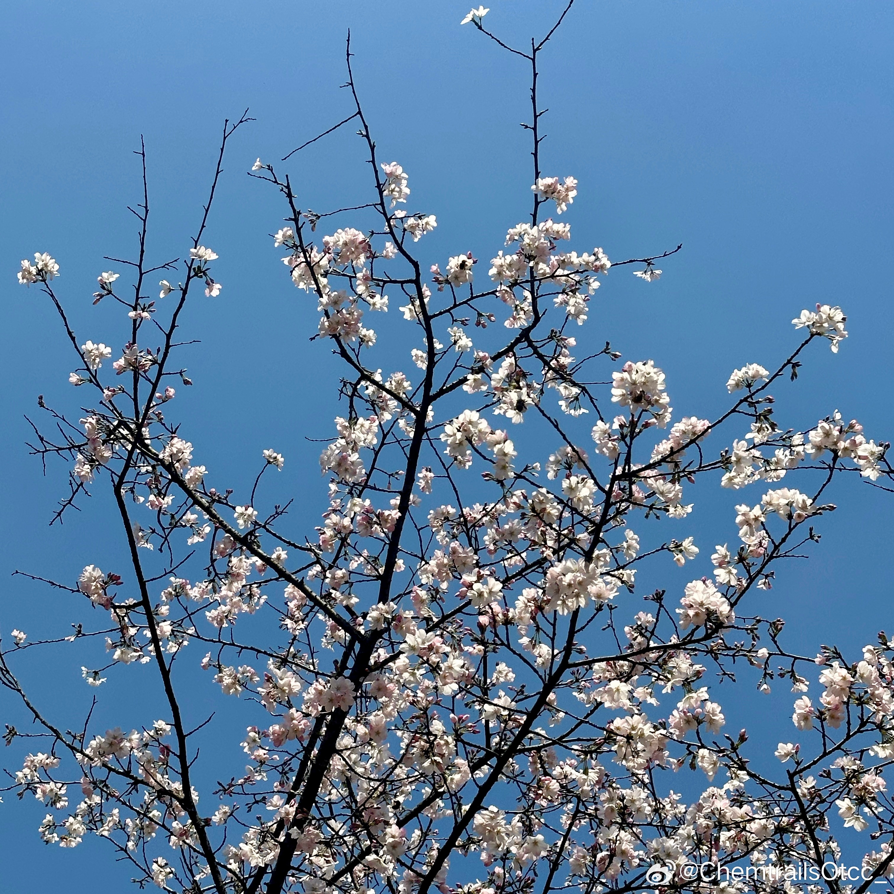 晚春在線，自然與技術(shù)交織之美欣賞